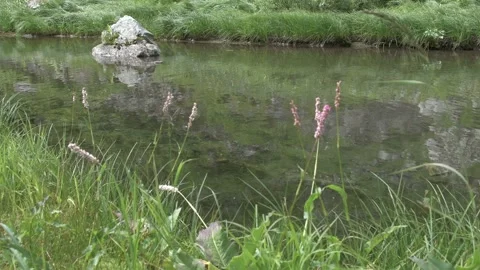 Lake is surrounded by green grass. Surface of water sways slightly in wind. Stock Footage 145889936