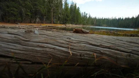 Lake surrounded by pine trees. Stock Footage 88405658