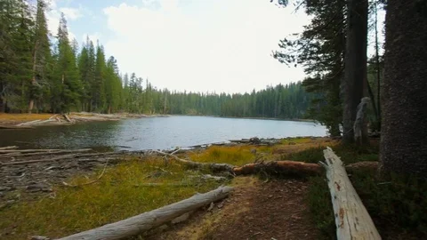 Lake surrounded by pine trees. Stock Footage 88405663