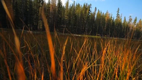 Lake surrounded by pine trees. Stock Footage 88405673