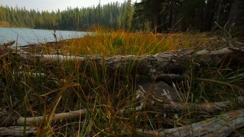 Lake surrounded by pine trees. Stock Footage 88405681