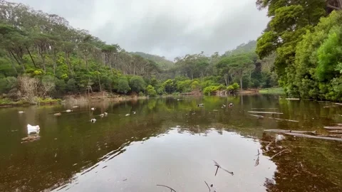 Lake surrounded by trees and a mountain in background Stock Footage 232212183