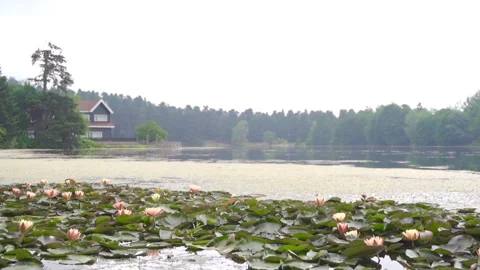 Lake surrounded by trees. Slow Motion. Stock Footage 212383672
