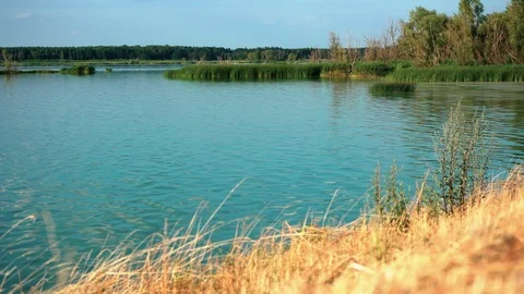 Lake Swallows Flying Over Stock Footage 113093352