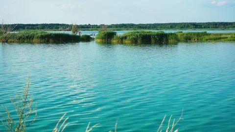Lake Swallows Trees Bushes Stock Footage 113093353