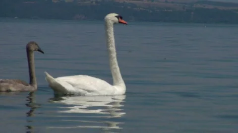 Lake swan 2 Stock Footage 266836