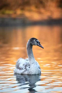 Lake with swans Stock Photos