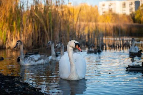 Lake with swans Stock Photos