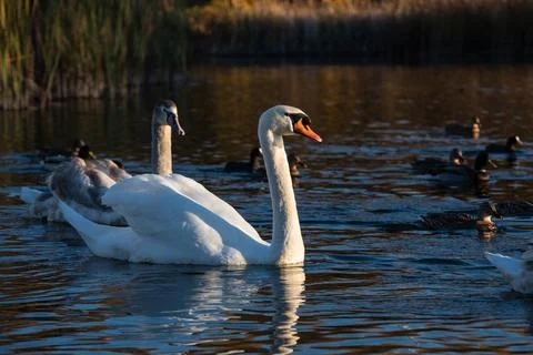 Lake with swans Stock Photos