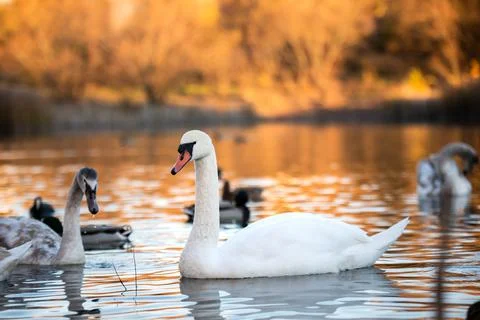 Lake with swans Stock Photos