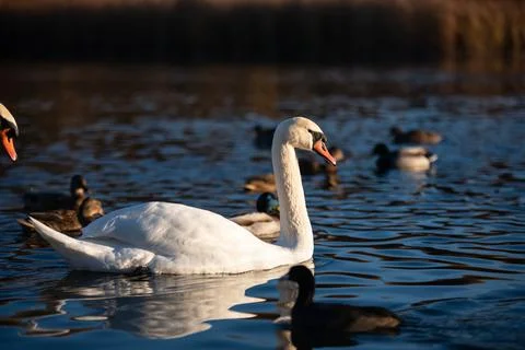 Lake with swans Stock Photos