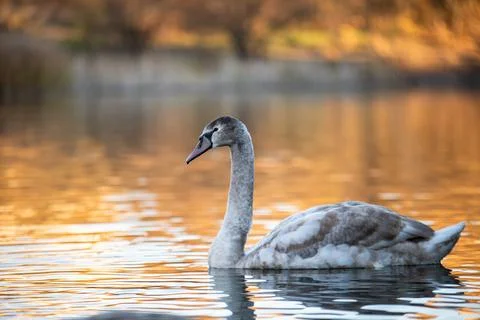 Lake with swans Stock Photos