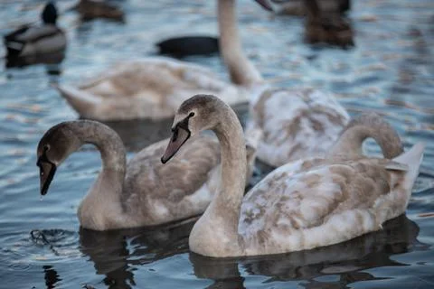 Lake with swans Stock Photos