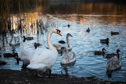 Lake with swans Stock Photos