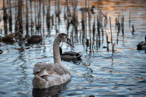 Lake with swans Stock Photos