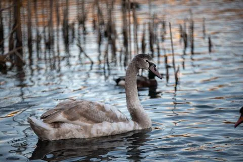 Lake with swans Stock Photos
