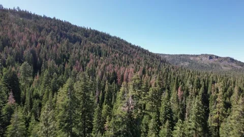 Lake Tahoe mountains with pine trees Stock Footage 279498686