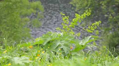 Lake Teletskoye Stock Footage 50825766