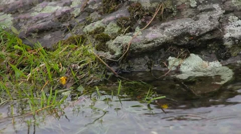 Lake Teletskoye Stock Footage 50871753