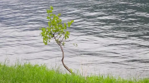 Lake Teletskoye Stock Footage 50874456