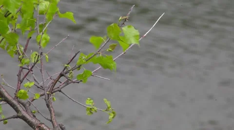 Lake Teletskoye Stock Footage 50874467