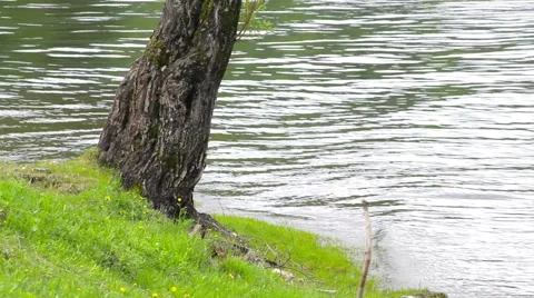 Lake Teletskoye Stock Footage 50874850