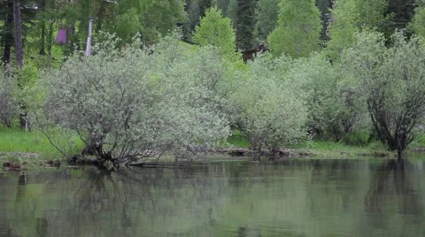 Lake Teletskoye Stock Footage 50882972