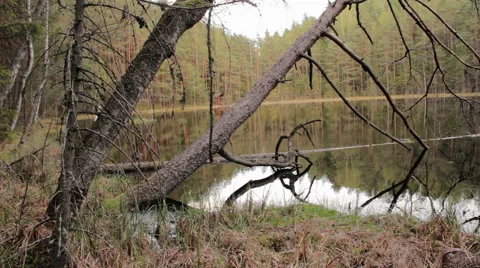 Lake in the thick forest (slider shot) Stock Footage 51503152