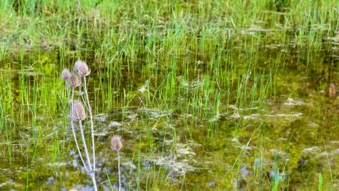 Lake with thorn Stock Photos