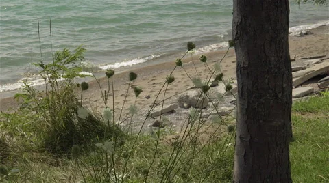 Lake through the bushes Stock Footage 44527179