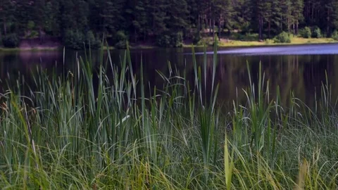 The lake through the sedge plays in the sun. 스톡 동영상 81647707