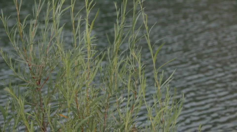 Lake through tree limbs P HD 1772 Stock Footage 490664