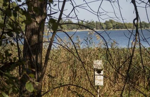 Lake Through Trees Foto stock