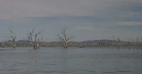 Lake Toolondo with Exposed Tree Remains Видео 331269001