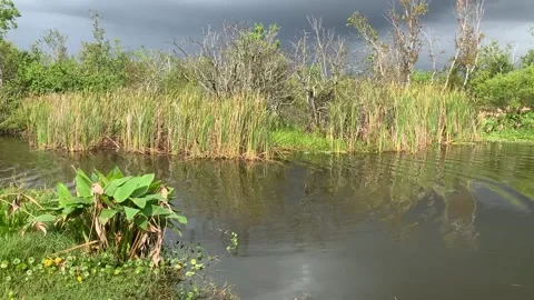 Lake trafford Stock Footage 242428159