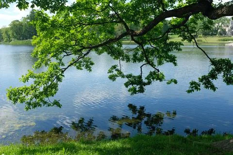 Lake tree branch green leaf water reflection Tranquil lakeside scene with t.. Stock Photos