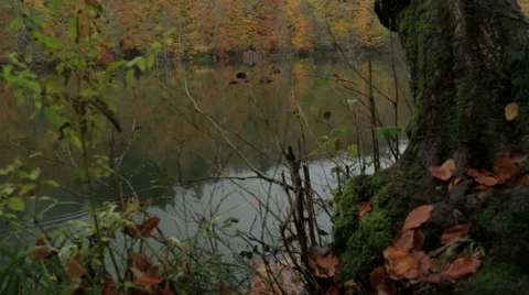 Lake, Tree, Moss, Landscape Stock Footage 43321821