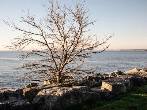 Lake Tree Stock Photos