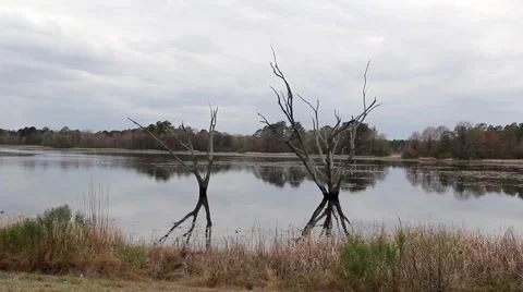 Lake Tree Reflection Video stock 49661436