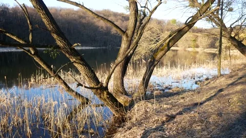 Lake Tree Sun Duck Stock Footage