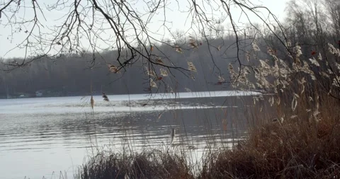 Lake trees 4K Stock Footage 263848000