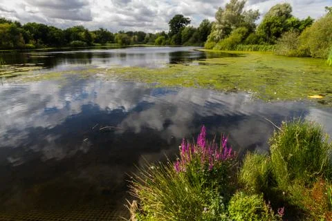 Lake with trees and cloud. Stock Photos
