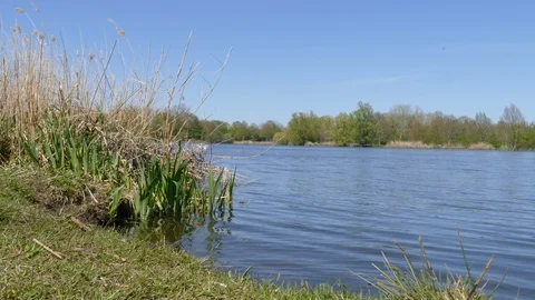 Lake with trees and grass in spring, Germany, Europe Stock Footage 129542520