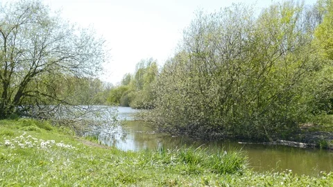 Lake with trees and grass in spring, Germany, Europe Stock Footage 129543460
