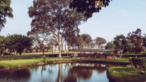 Lake with trees and plants Stock Photos