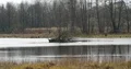 Lake with trees in early upcoming spring season nature reserve 4k or 4k+ Resolution