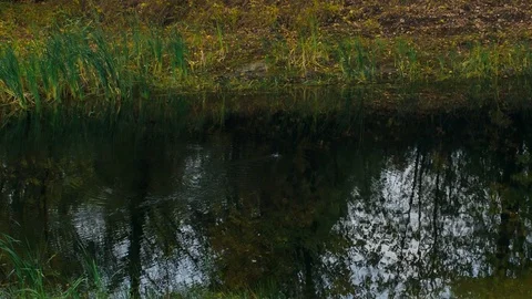 Lake with trees in fall and duck on lake Video stock 80874094
