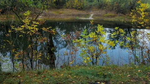 Lake with trees in fall Stock Footage 80874099