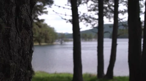 Lake Trees Handheld 4K Stock Footage 63965932