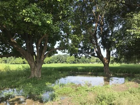Lake with trees Stock Photos